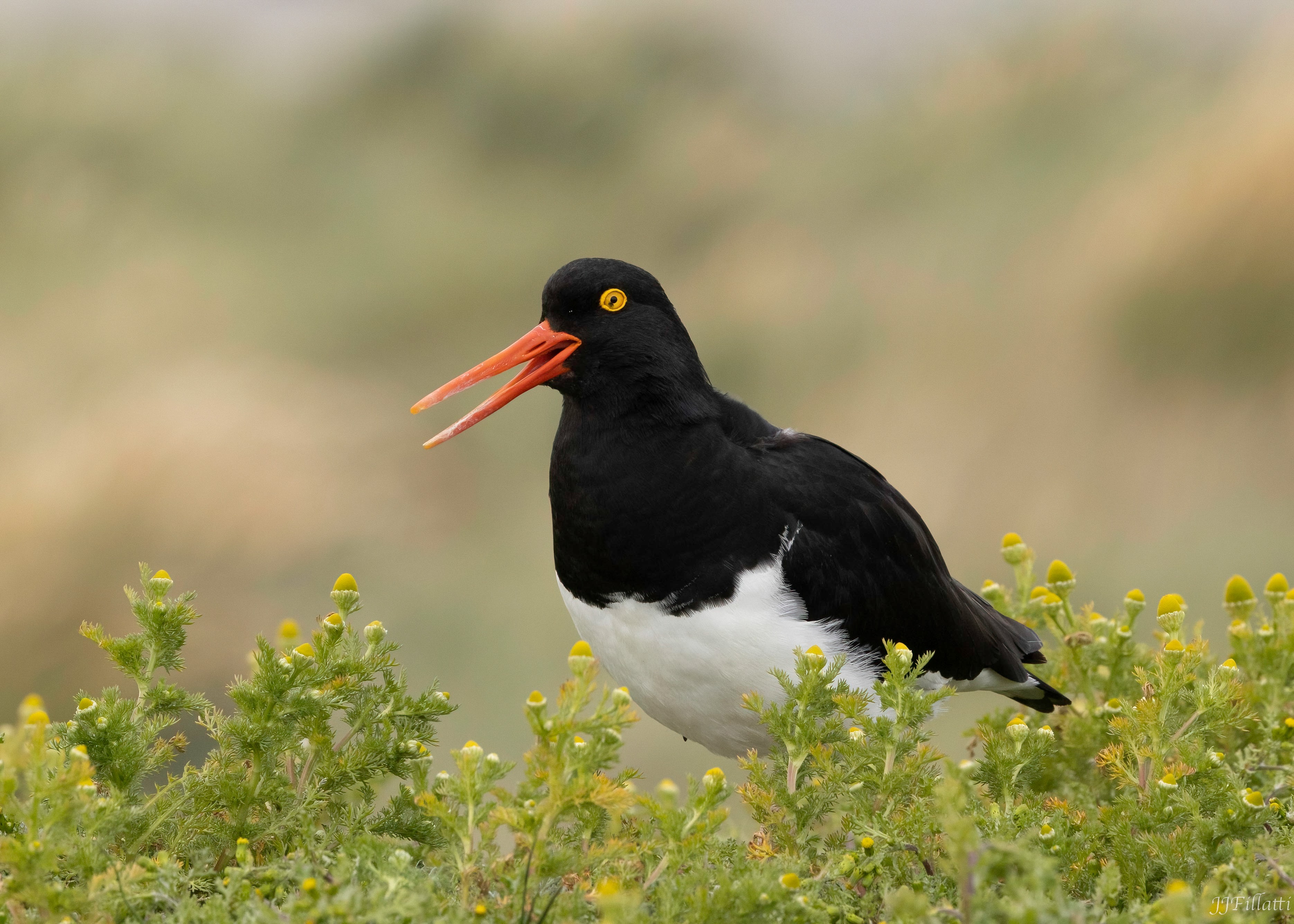 bird of the falklands image 107